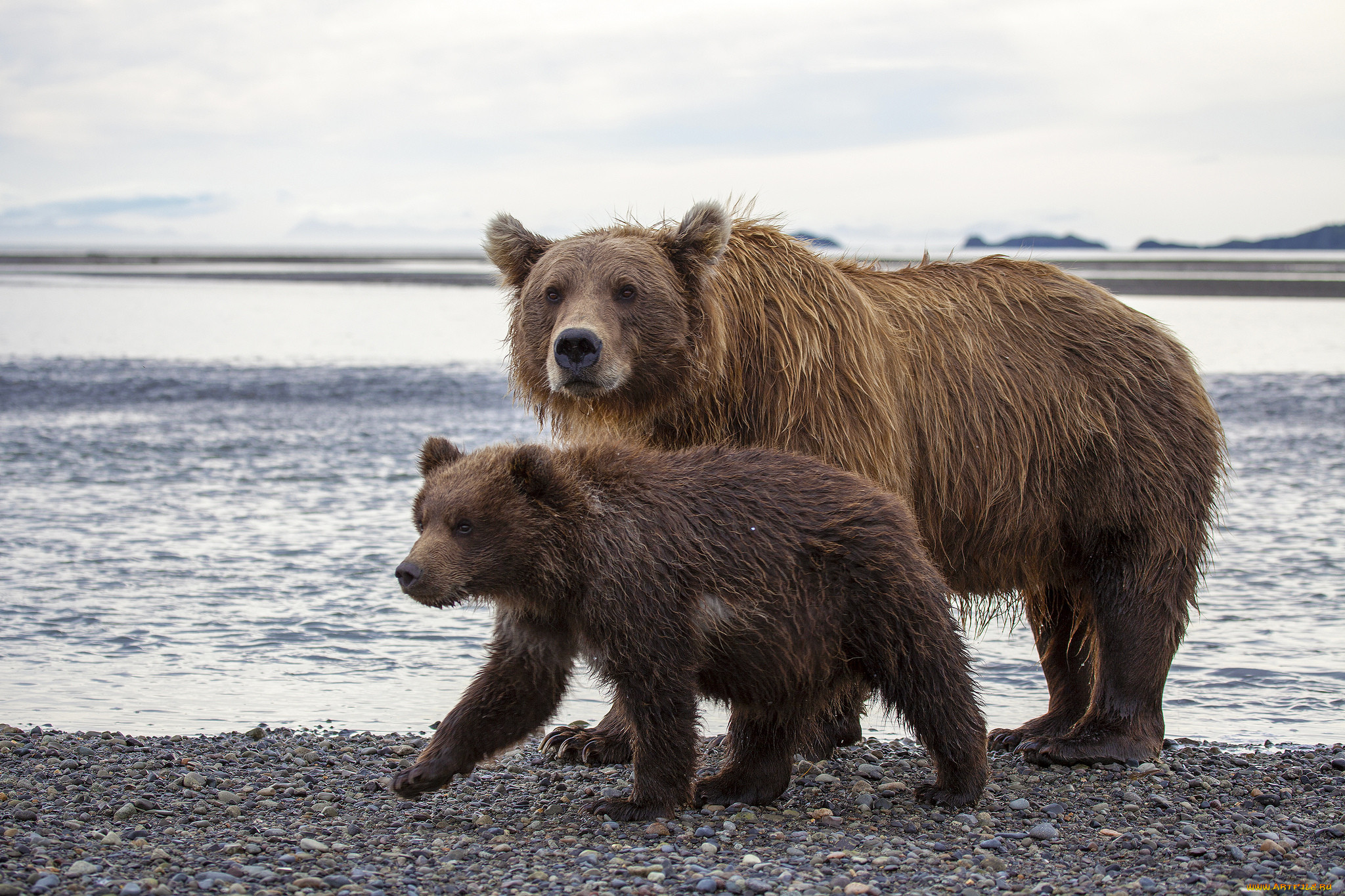 Обитатели аляски. Беар Браун Аляска. Бурый медведь на Аляске. Национальный парк Катмай. Апеннинский бурый медведь.
